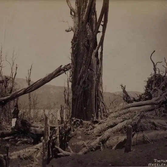 WHEELER & SON, Photographers - Tarawera Eruption - Tikitapu Bush after Eruption