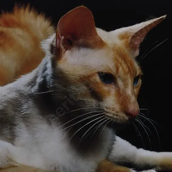 UNKNOWN Photographer - Cat with Black Background