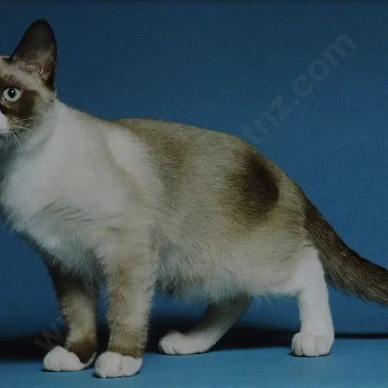 UNKNOWN Photographer - Cat with Blue Background
