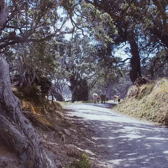 UNKNOWN - Cows on Path