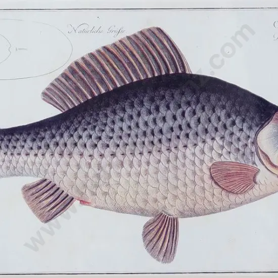 BLOCH, Marcus Elieser (1723-1799) - Fish Print 'Cyprinus Sibelio'