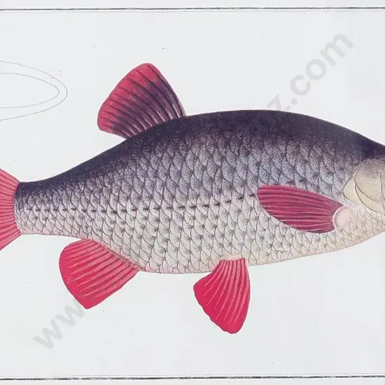 BLOCH, Marcus Elieser (1723-1799) - Fish Print 'Cyprinus Erithrophtalmus'
