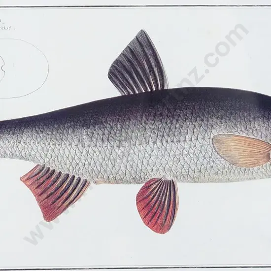 BLOCH, Marcus Elieser (1723-1799) - Fish Print 'Cyprinus Dabula'