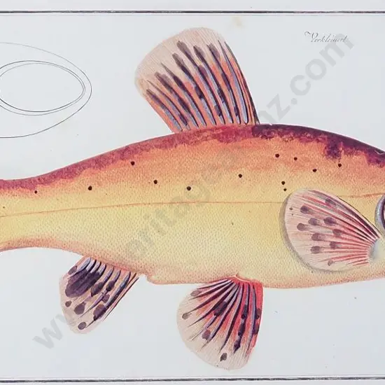 BLOCH, Marcus Elieser (1723-1799) - Fish Print 'Cyprinus Tinca Auratus'