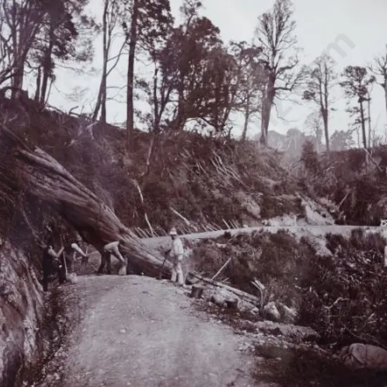 UNKNOWN - Clearing the Track (Tree felling)