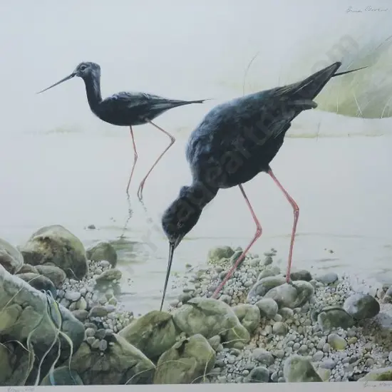 HARVEY, Bruce (1931-) - Black Stilts