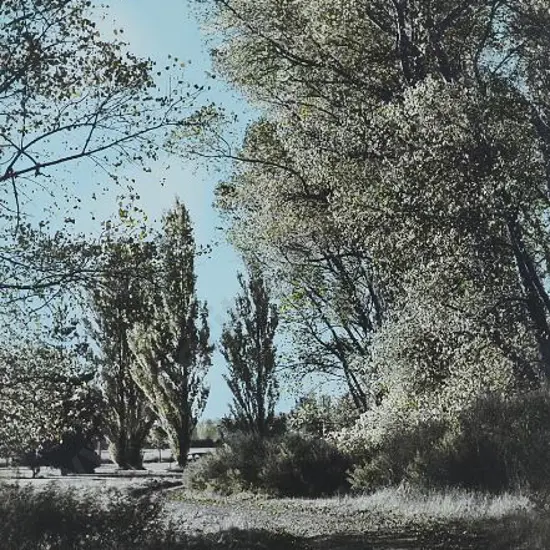 GRAUF, F.S. (20th Cent.) - Autumn Glory, Christchurch - c.1950