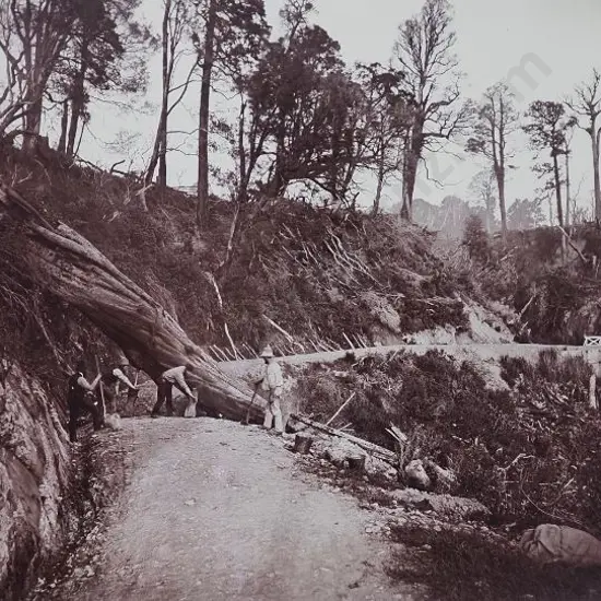 UNKNOWN - Track Felling on track (Rimutaka Hill?) - 19th Cent.