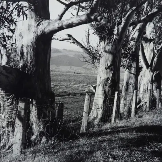 DICKSON, G.S. - Gum Trees, Mount Grand