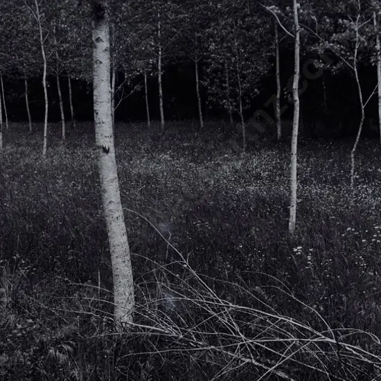 WOOTTON, Richard (1946-) - Trees near Bourdeilles, France 1984