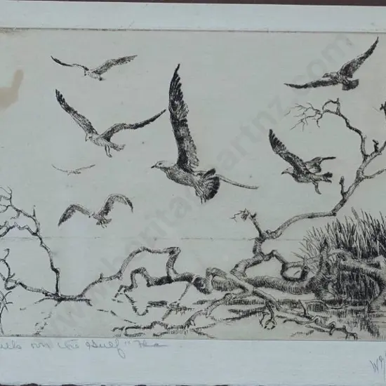 LOCKE, Walter Ronald (1883-1949) - Seabirds