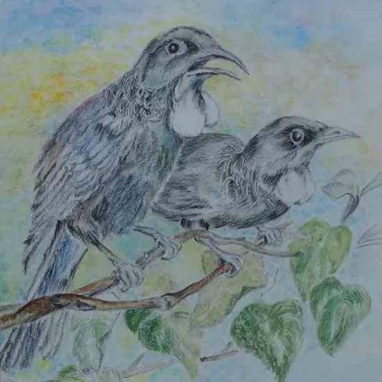 UNKNOWN - Tui (Pair)