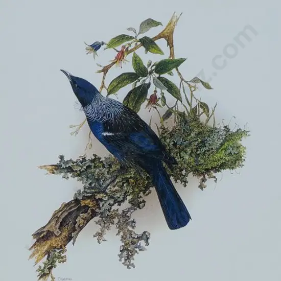 MARSHALL, Janet - Tui - Proshemadera novaeseelandiae