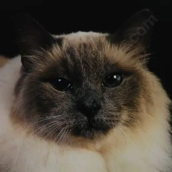 UNKNOWN Photographer - Cat with Black Background