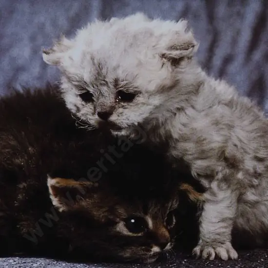 UNKNOWN Photographer - Two Cats Cuddled with Mottled Background