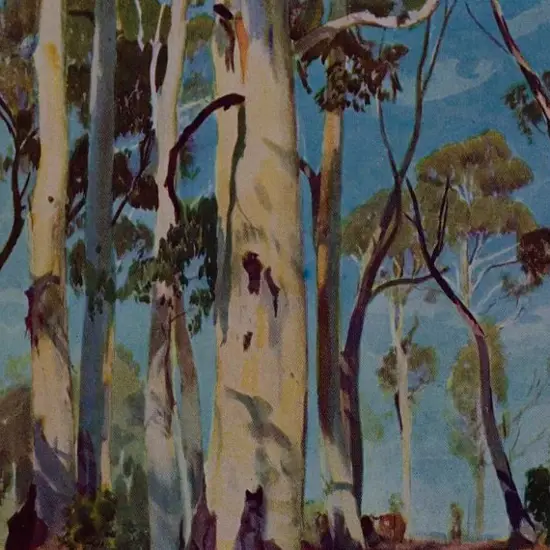 HEYSEN, Hans (1877-1968) - White Gums in Sunlight