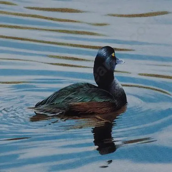 MARTINSON, Paul (1956-) - New Zealand Scaup 2003