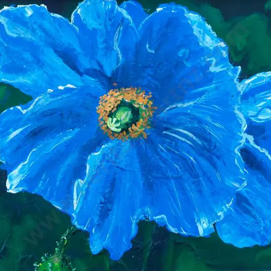 PARKER-LITTLE, Derek (-2014) - Blue Poppy