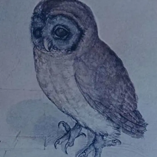 DURER, Albrecht (1471-1528) - The Little Owl, 1508`