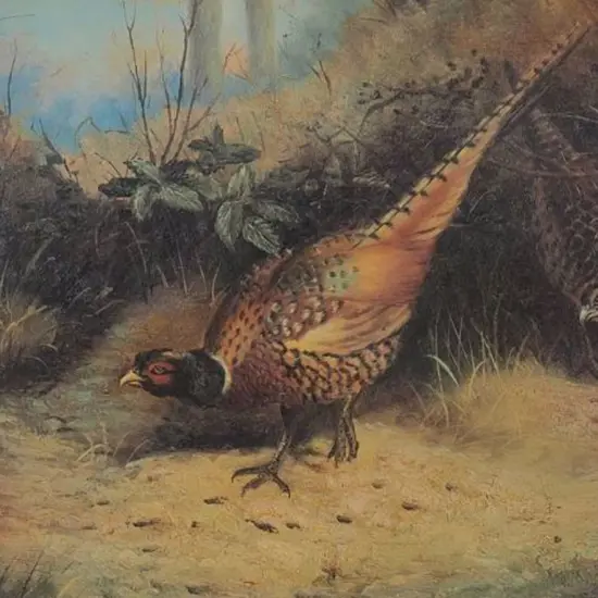 UNKNOWN artist (19th Cent.) - Pheasants