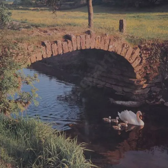 UNKNOWN photographer - Swans swimming in Stream Under Bridge