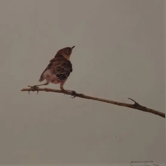 WILSON, Raymond - The Fledgling