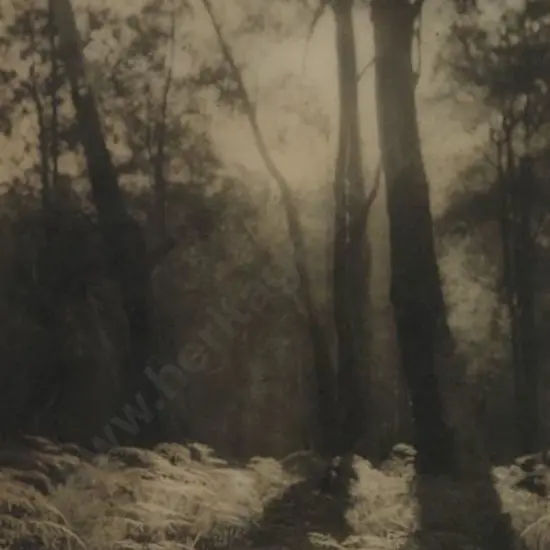 UNKNOWN - Atmospheric Forest Scene c. 1940