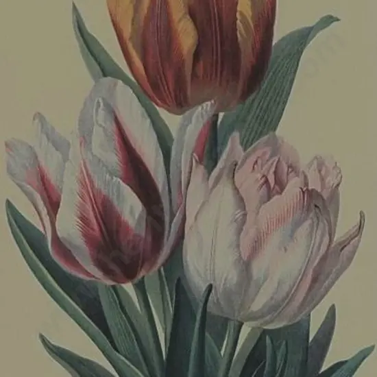 UNKNOWN artist - Tulips