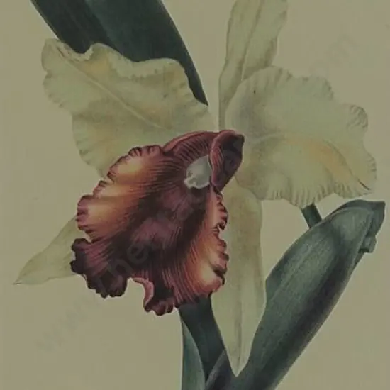 UNKNOWN artist - Iris