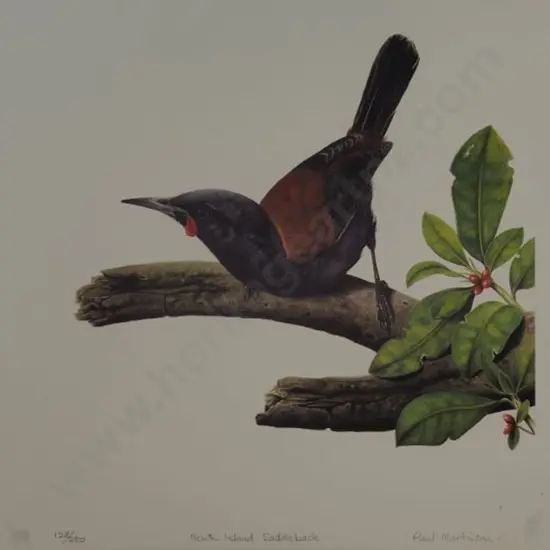 MARTINSON, Paul (1956-) - North Island Saddleback