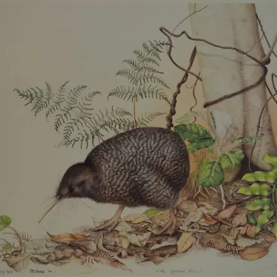 MORSE, Pauline M. (Active 1980s-90s) - Little Spotted Kiwi