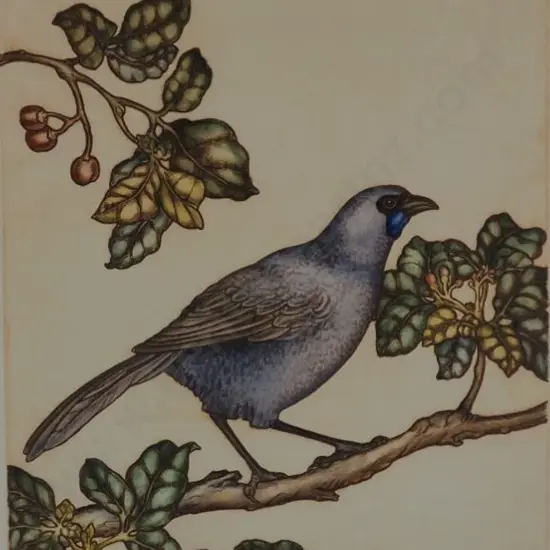 TAYLOR, Mary E. (1948-) - New Zealand Heritage - Kokako