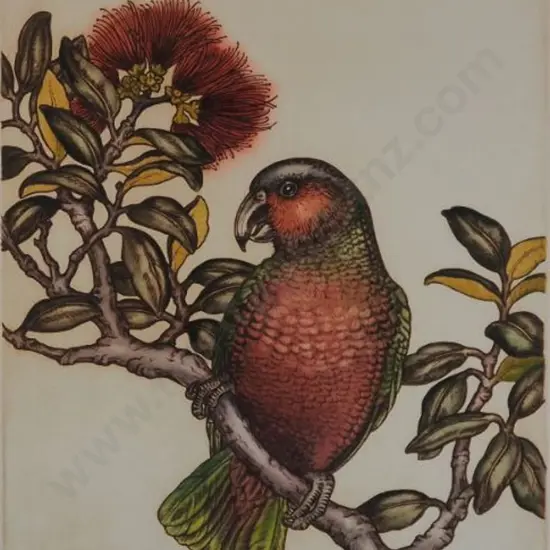 TAYLOR, Mary E. (1948-) - New Zealand Heritage - Kaka