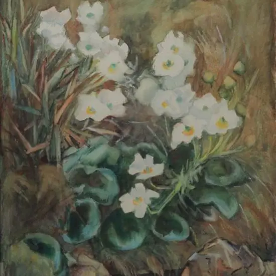 SEDDON, Beatrice (1889-1987) - White Poppies, 1970