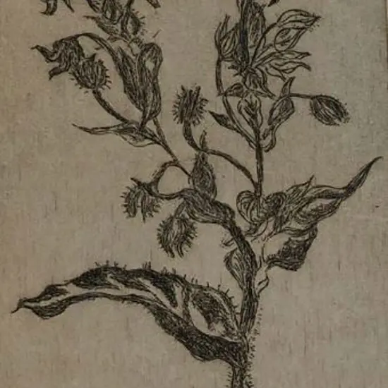 UNKNOWN Artist - Borage