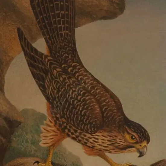 UNKNOWN Artist - Hawk