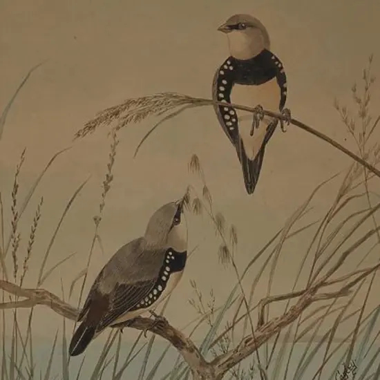 CAYLEY, Neville Henry (1853-1903) Snr. - Diamond Sparrows - 1895