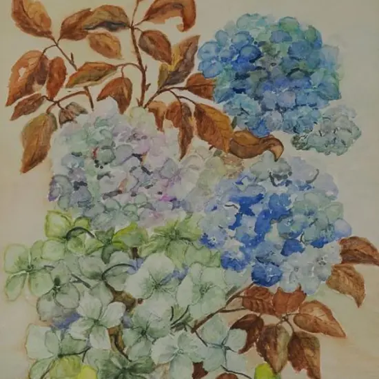 McKENZIE-HEYES, Muriel - Hydrangeas
