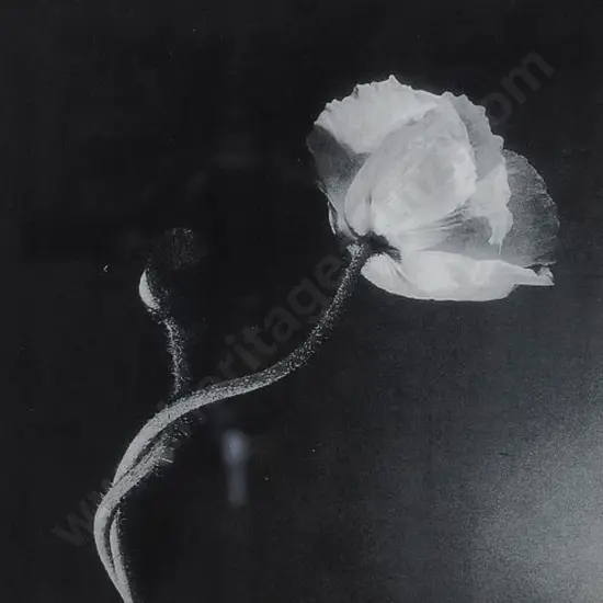 UNKNOWN photographer - Black & White Flower Study