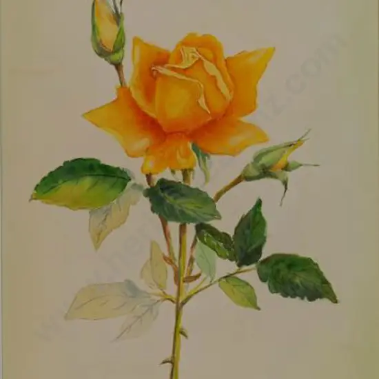 BRIGGS, Doreen - Orange Yellow Rose