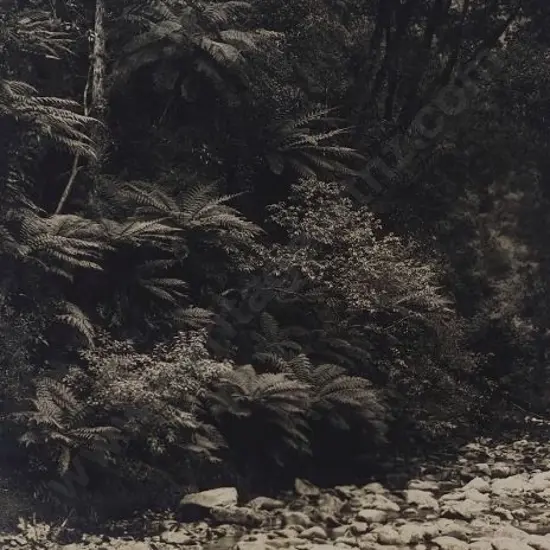 UNKNOWN Photographer - Dorothy Creek, Lake Kanieri, c. 1900