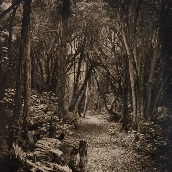 UNKNOWN Photographer - Woodlands with Path