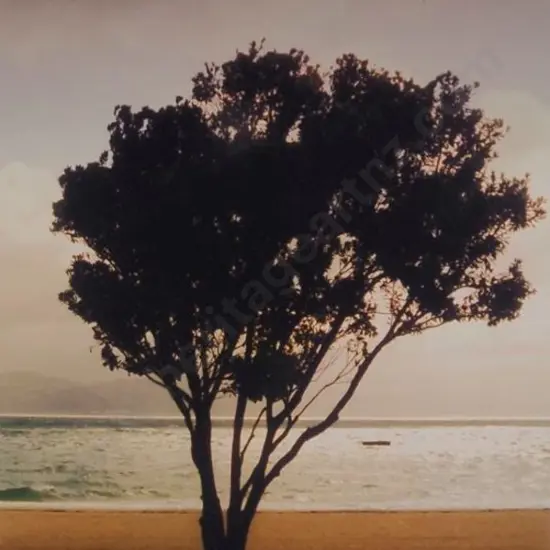 BENNETT, Duncan (contemporary)   - Reflective Moment