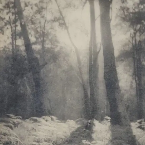 WOODLAND & Ferns - Unknown Photographer - Woodland with Bed of Ferns