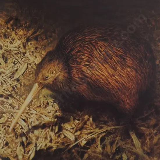 CHING, Raymond Harris (1939-) - Brown Kiwi in Moonlight