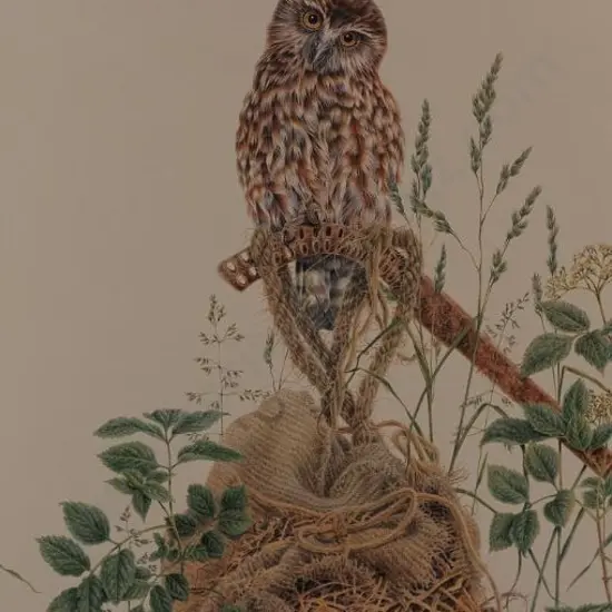BADDOCK, Karen (1964-) - Morepork Owl