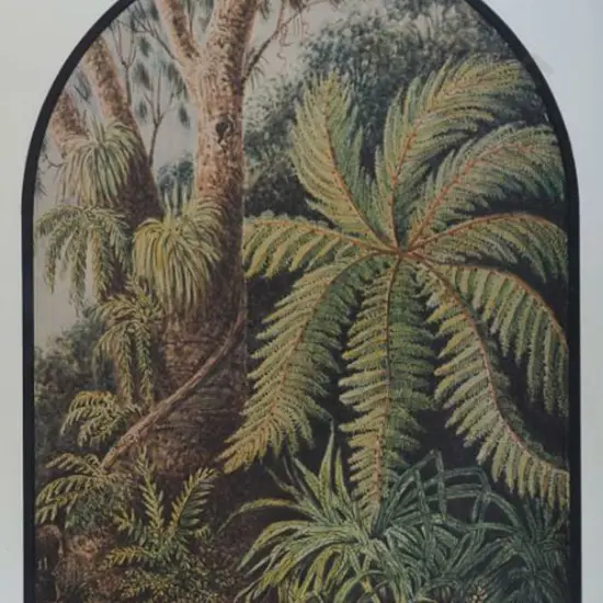 GOLD, Lt. Gen. Charles Emilius (1809-1871) - Tree Fern and Ferns