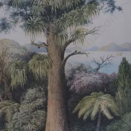 GOLD, Lt. Gen. Charles Emilius (1809-1871) - Rata Tree, Wellington, 1849