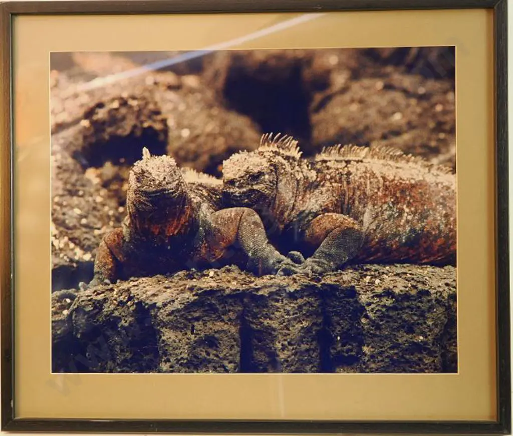 UNKNOWN - Tuatara Image 1++