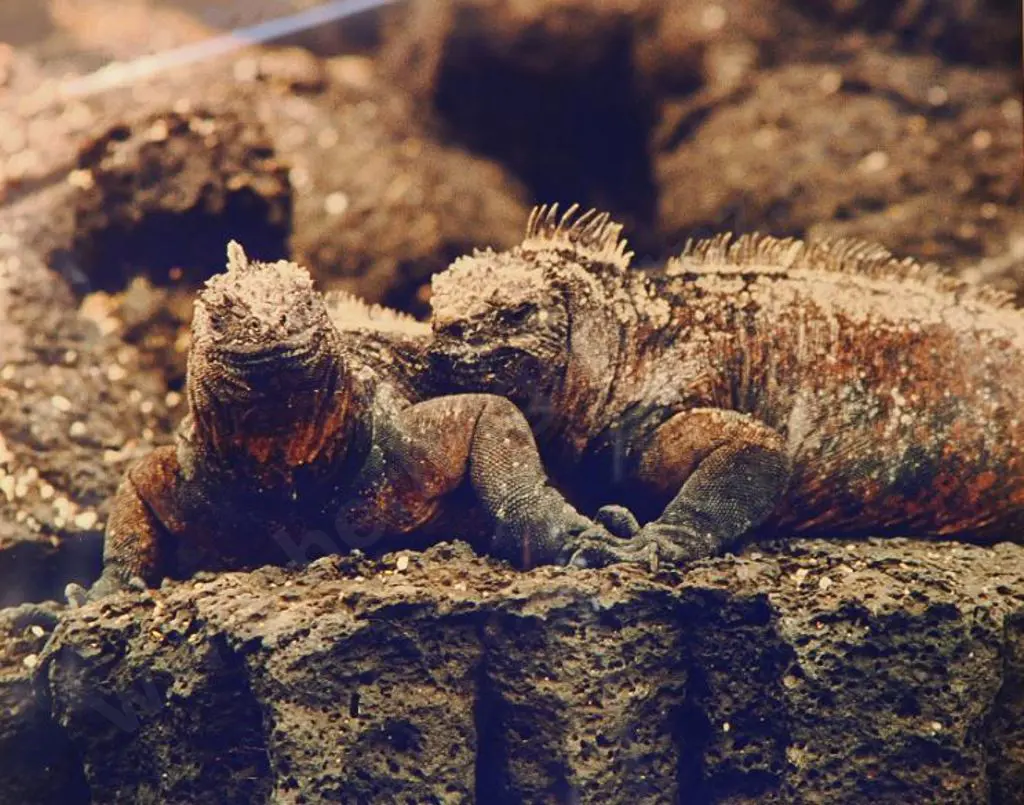 UNKNOWN - Tuatara Image 1++